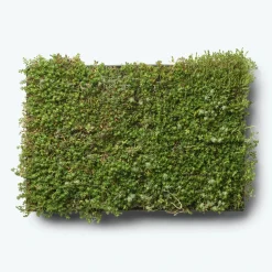 Best GrowTek SEDUMBAKKE