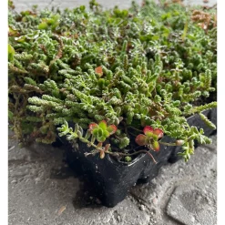 Best GrowTek SEDUMBAKKE