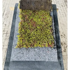 New GrowTek SEDUMPLUS SEDUMMÅTTE
