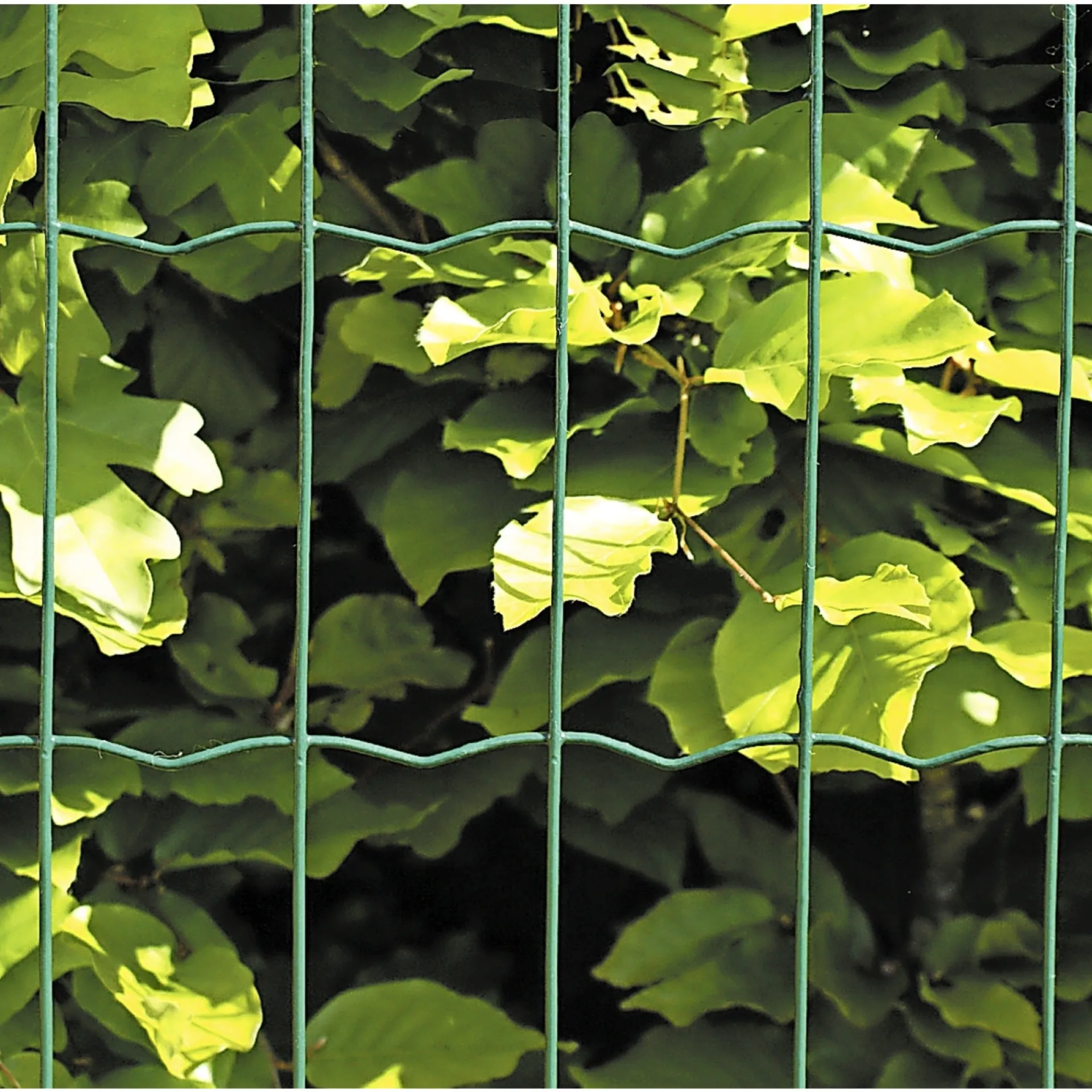 Sale Hortus HEGN GRØN PLASTBELAGT 0.60 X 25 M