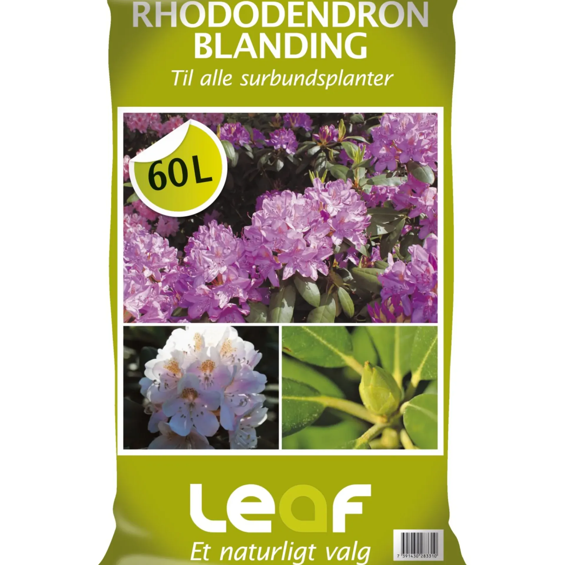 Online Leaf RHODODENDRONBLANDING 60 L
